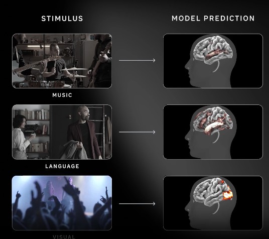 Meta TRIBE v2 model predictions for music, language and visual stimuli.