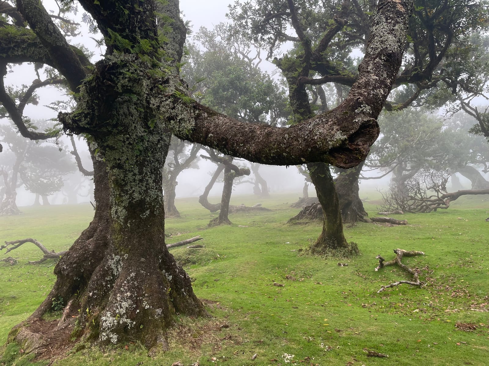 Laurel trees in the mist at Fanal forest, Madeira.